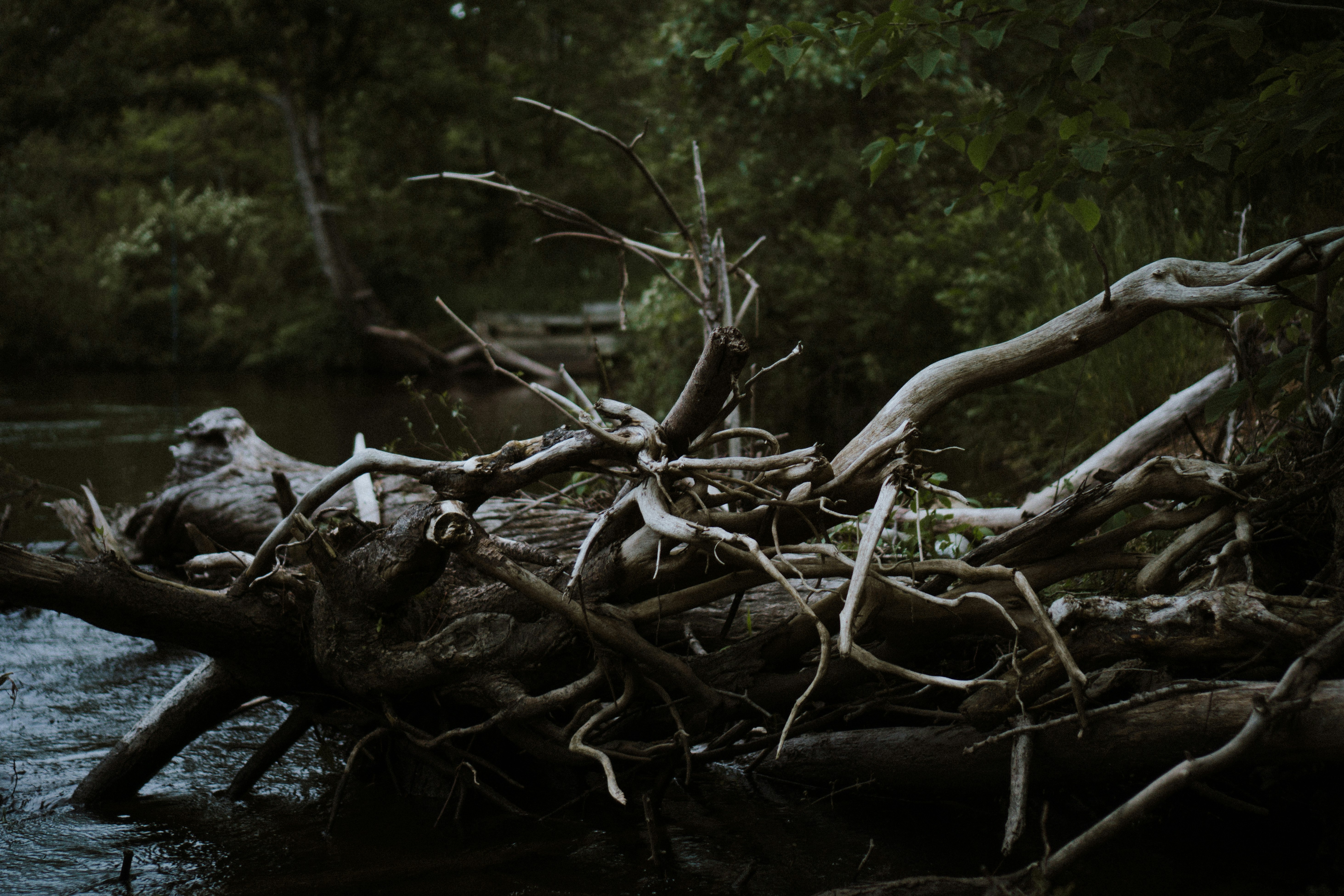 gray wood on body of water